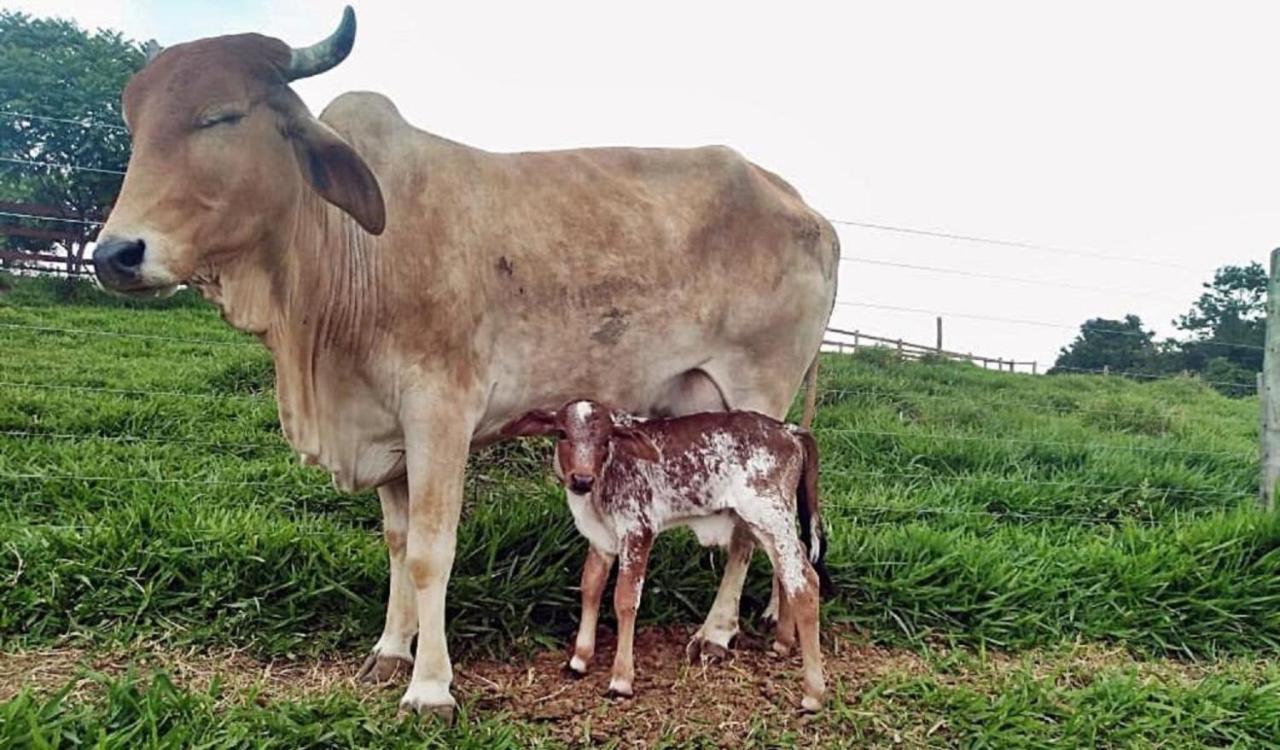 Hotel Fazenda Ararita Pôrto Feliz Exteriör bild